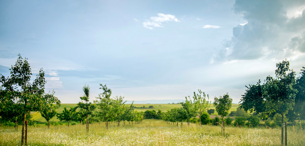 Terrain à vendre à La Rochelle